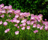 pink flowers